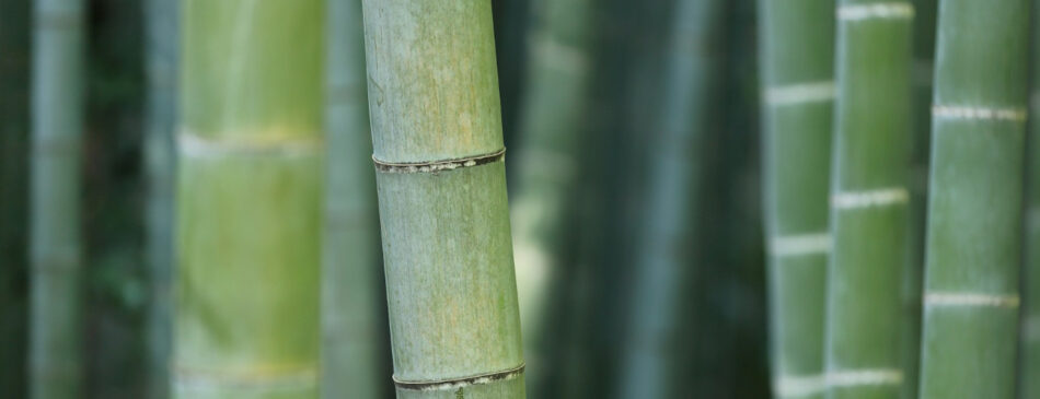 Bamboo as a Building Material: Pros, Cons, and Potential