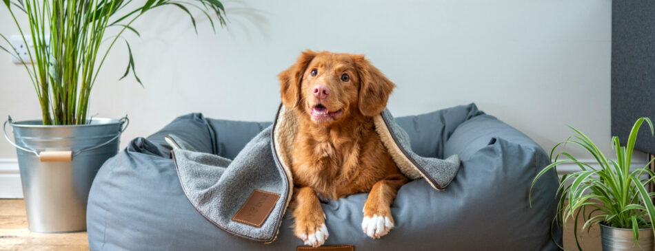 Designing Pet-Friendly Mudrooms for Dogs and Cats